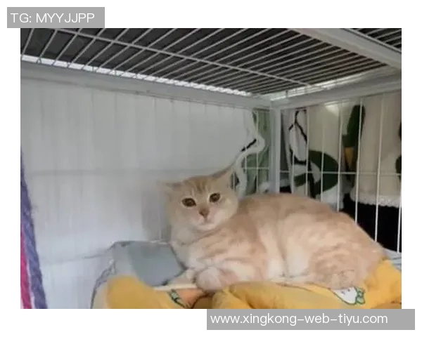 四川男篮积极行动救助流浪猫计划后续妥善安置关爱生命